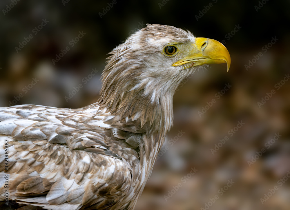 Obraz premium Close-Up Portrait Of White-Tailed Eagle