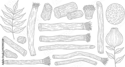Miswak chewing sticks, neem leaves, and a flower are depicted in a detailed black and white botanical illustration.
