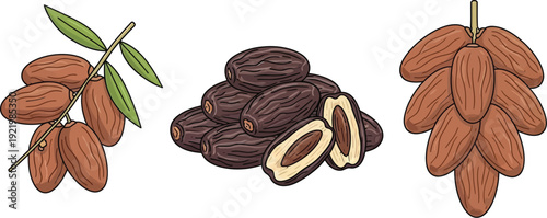 Three distinct illustrations depict various stages of dates, including clusters on a branch and a pile of dried fruit with a cross-section.