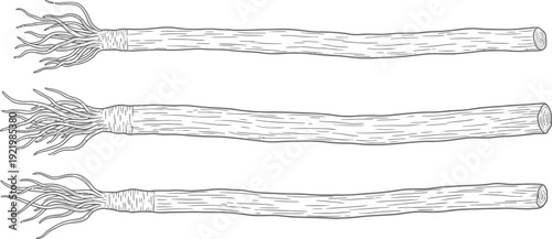 Three stylized illustrations depict raw root vegetables with fibrous ends shown in varying lengths against a white background.