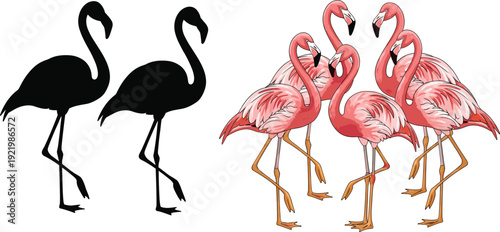 Set of beautiful pink flamingo characters and black bird silhouettes isolated on white background for tropical nature wildlife zoo and exotic summer vacation designs.