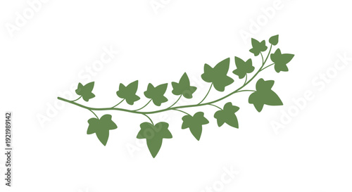 A graphic illustration of a dark green ivy branch featuring multiple distinct, classic ivy-shaped leaves curved gracefully on a clean white background.