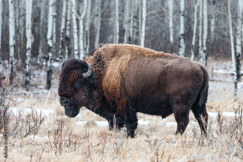 Buffalo