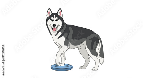 A majestic husky dog with black and white fur stands with one front paw resting on a blue frisbee, looking directly forward with its mouth slightly open.