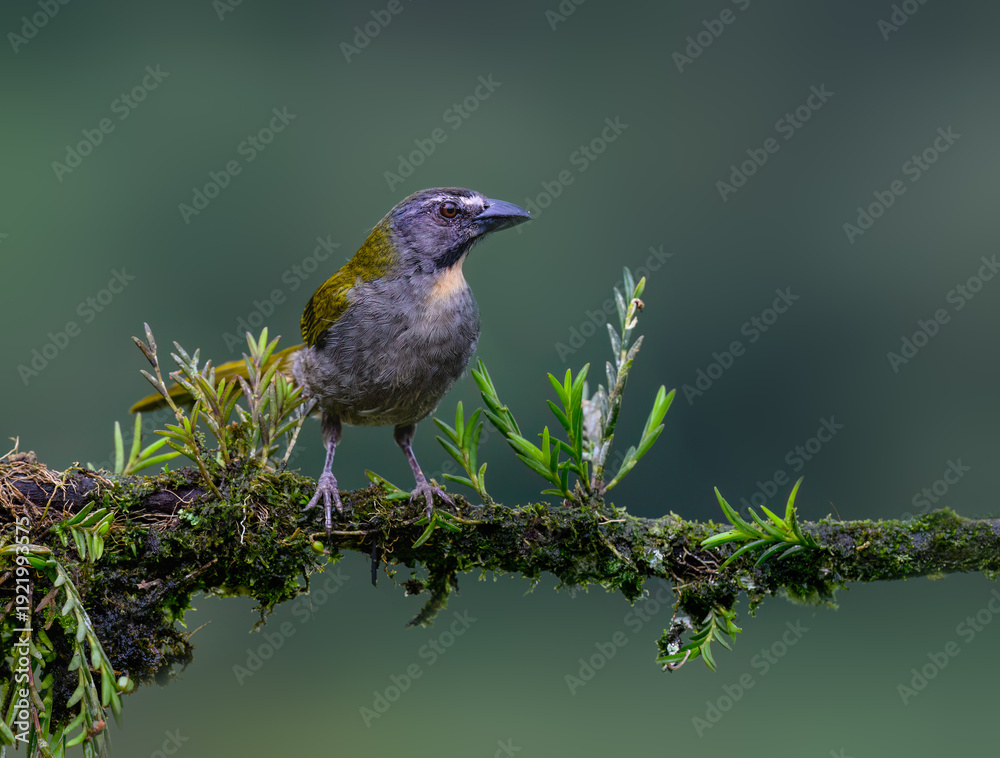 Obraz premium Buff-throated Saltator Perched on Mossy Branch on Green Background