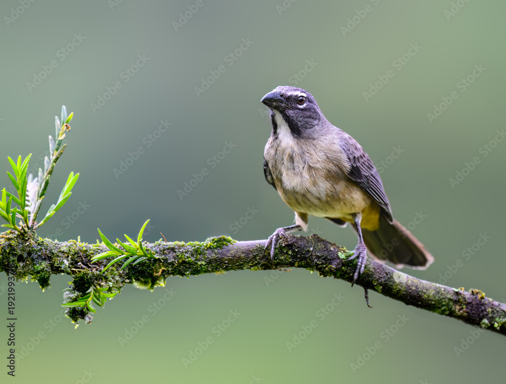 Obraz premium Streaked Saltator Perched on Mossy Branch in Tropical Forest