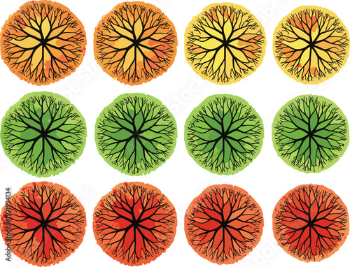 Colorful seasonal tree canopy top view illustration set showing autumn, summer, and spring foliage patterns isolated on white background for nature design concepts