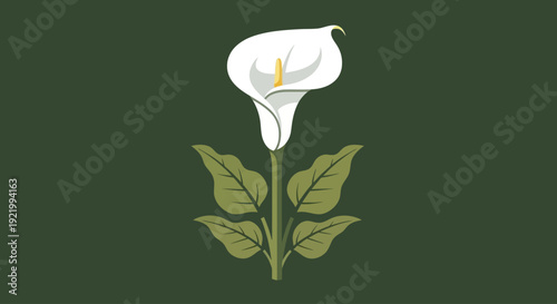 Foto A close-up isolated view of a blooming white calla lily with green leaves on a d
