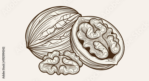 A detailed illustration of a walnut and its kernel from a close-up perspective showcasing the texture and intricate details of the nut