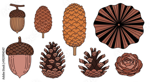 Assorted forest elements including acorns and pinecones arranged in a stylized illustration showcasing nature's textures and earthy tones
