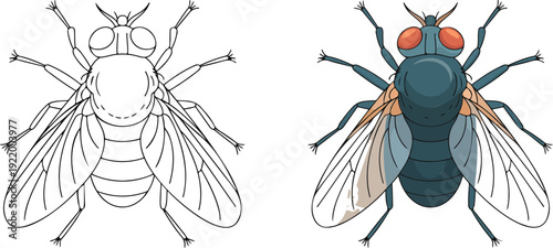 A side-by-side comparison of two detailed illustrations of a house fly