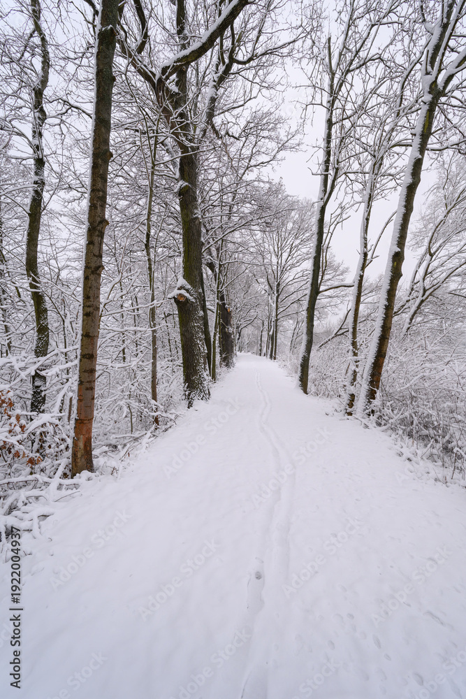 Fototapeta premium A snow‑covered path between trees with footsteps in winter.