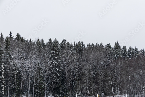 Wallpaper Mural Pine trees covered by snow in winter. Torontodigital.ca
