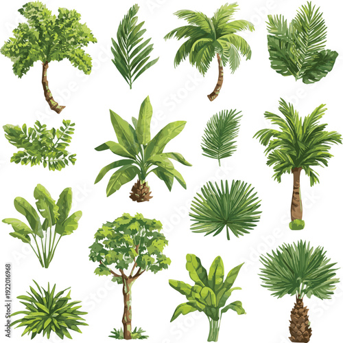 set of palm trees.Create exotic palms. Tropical botanical plants with leaves, palm tree trunk cartoon style, summer green foliage plants vector art with white background