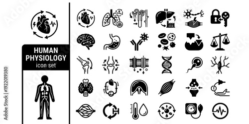 Human Physiology Bold Line Icons-Heart Cardiac Lung Alveoli Kidney Liver Neuromuscular Hormone Immune Blood Homeostasis-25 Physiology Icon Set Vector - Human Body Icons