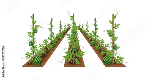 Watermelon Farm Rows Growing.