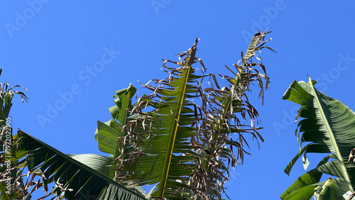 Bright blue sky with banana tree leaves reaching up on a sunny day in a tropical location during the afternoon. Playa San Juan Tenerife