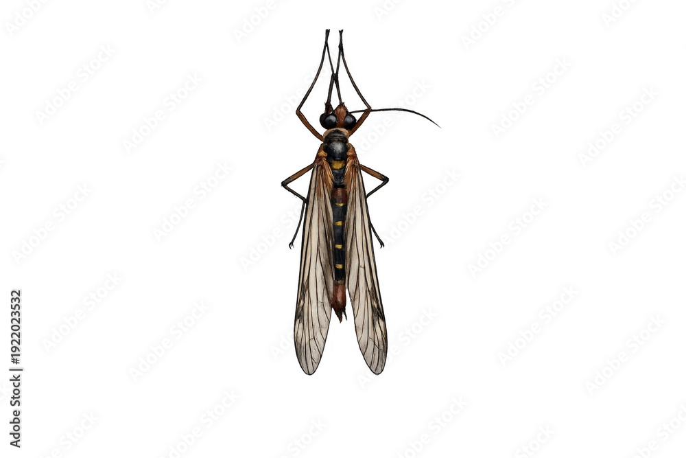 Fototapeta premium Crane fly insect with transparent background