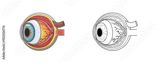 Cross section of human eyeball in colored and line art styles showing internal structures with blue iris and red blood vessels on white background representing medical study