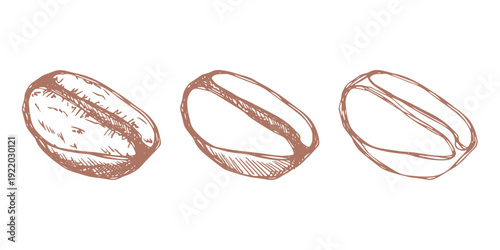 Set of hand drawn fresh roasted coffee bean Arabica robusta seed doodle Single element for design print packaging label decor