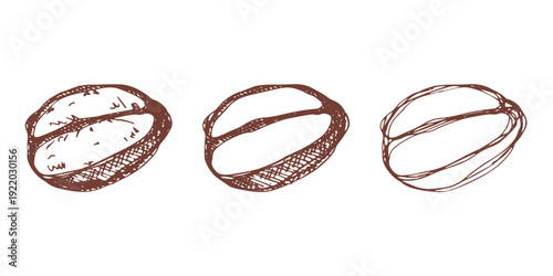 Set of hand drawn fresh roasted coffee bean Arabica robusta seed doodle Single element for design print packaging label decor