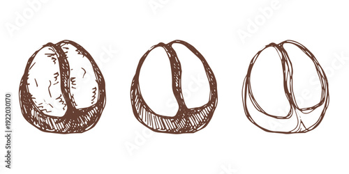 Set of hand drawn fresh roasted coffee bean Arabica robusta seed doodle Single element for design print packaging label decor