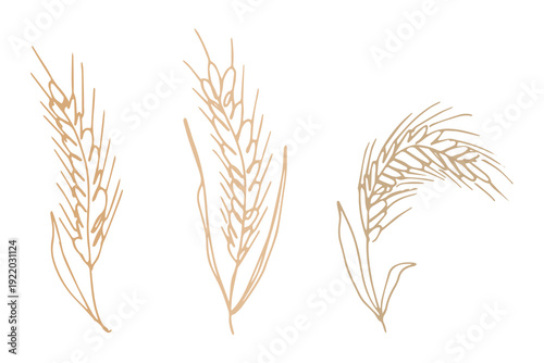 Set of hand drawn cereal wheat oat rye barley rice ears spikelet clipart Organic wheat bread agriculture farming harvest healthy food Single element for design print packaging label decor