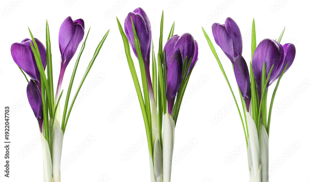 Fototapeta premium Purple crocus flowers isolated on white, set