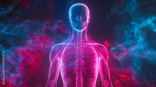 3d rendered illustration of a human body