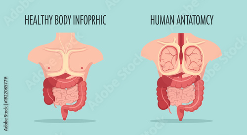 Human anatomy illustration showing internal organs