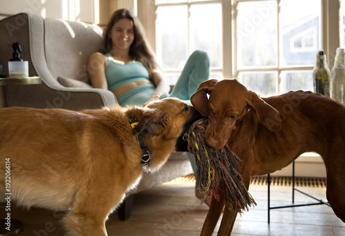 Two dogs play tug-of-war while a woman relaxes in a bright living room