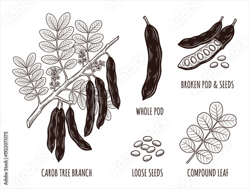 Detailed botanical illustration of carob tree branch with pods, broken pod with seeds, loose seeds, and compound leaf.
