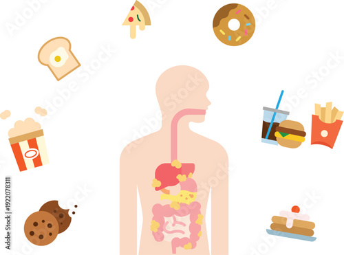 Impact of Unhealthy Food on the Human Digestive System