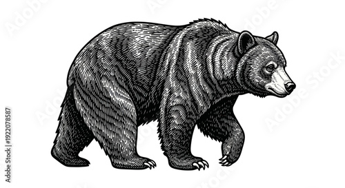 Grizzly Bear Walking Vintage Engraving Style Illustration