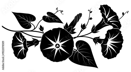 Elegant Black Silhouette of Morning Glory Flowers and Leaves