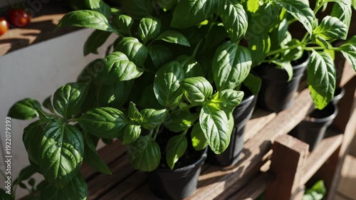 vibrant 4k footage homegrown plants arranged wooden shelves organic kitchen garden featuring basil tomato cucumber lemon reflecting sustainable living eco friendly gardening aesthetics