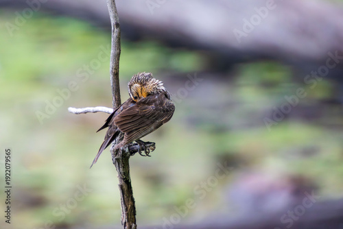 female red wing black bird grooming on a tree branch