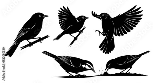 Black Birds in Various Poses