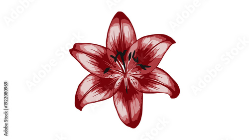 Red Lily Flower Sketch