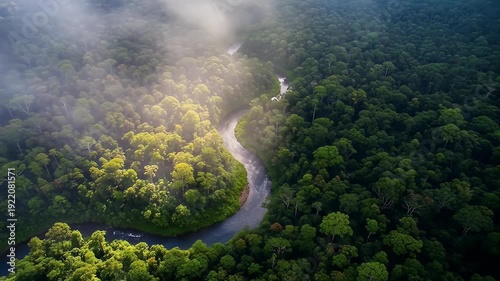 Aerial shot of river winding through dense, green rainforest, shrouded in misty fog