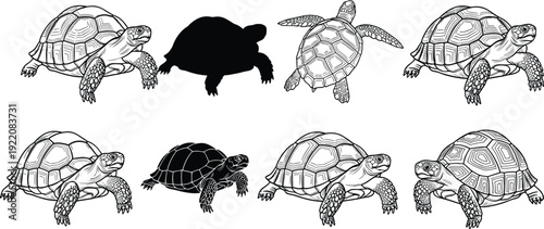 Detailed Turtle and Tortoise Silhouette Collection with Top and Side Views Vintage Engraving Style Reptile Vector Illustration Set