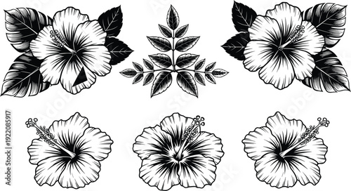 Black and white hibiscus flower collection with leaves detailed botanical floral line art vector illustration isolated background