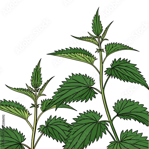 Vibrant green stinging nettle plants with serrated leaves.