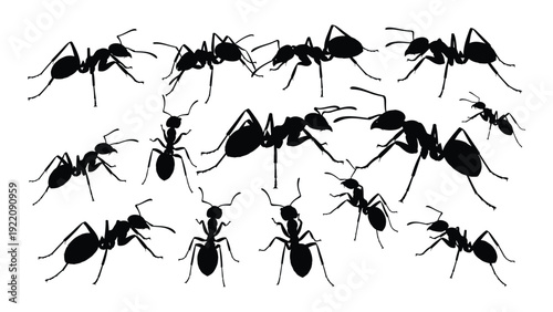A group of ants walking in a line on a white background isolated on white background, Vector