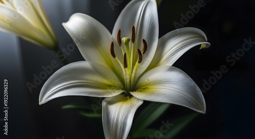 Close up of a beautiful white lily flower