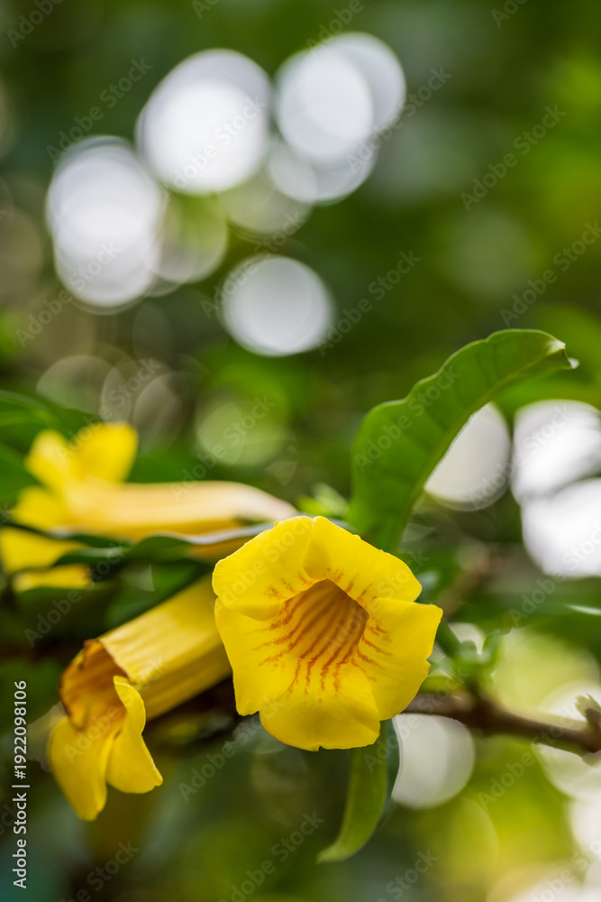Fototapeta premium Yellow trumpet flowers blooming with soft bokeh background in garden