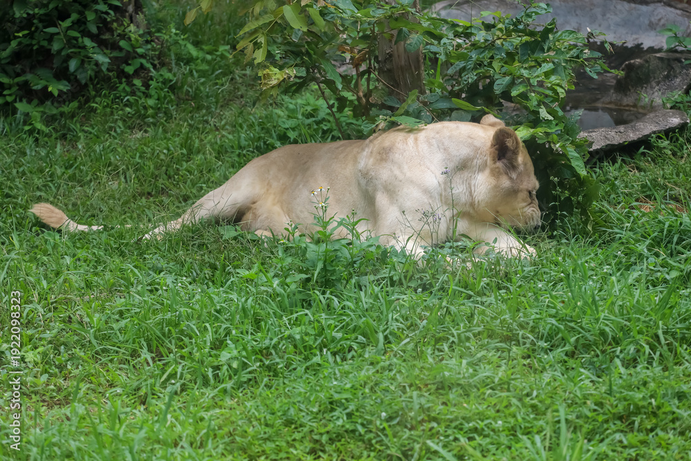 Obraz premium The female white lion is stay in garden