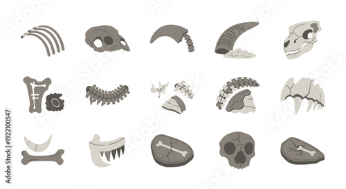 Collection of Various Fossilized Animal Remains.