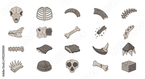 Collection of Various Fossilized Bones and Skulls.