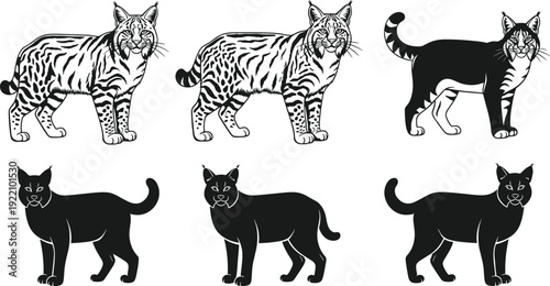 Black vector silhouette and detailed line art set of wild bobcats and lynx cats for wildlife conservation nature education and predatory animal branding